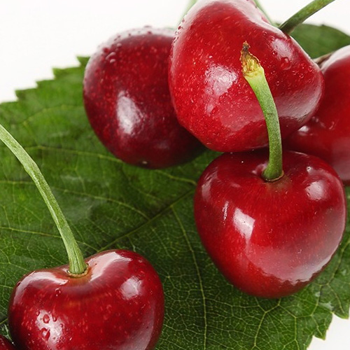 
山东樱桃